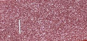 Rênes à paillette - Cuir Marron - Divers coloris  - PRE-COMMANDE
